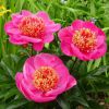 Paeonia Neon